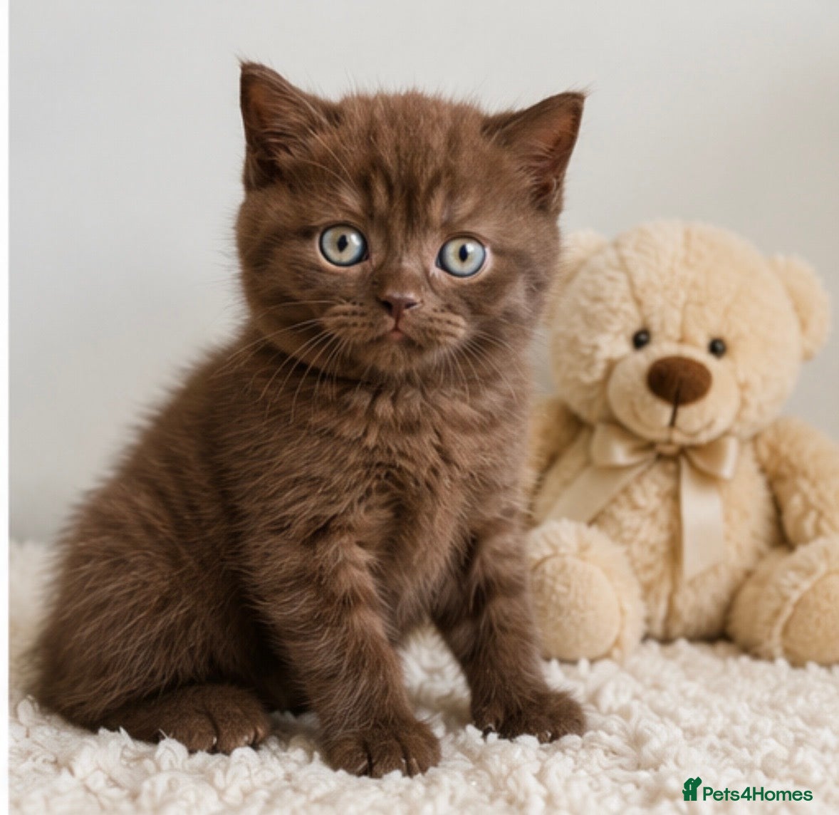 British Shorthair cats Last Boy British Shorthair chocolate 🤎✨ - Advert 1