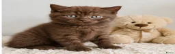 British Shorthair cats for sale: Last Boy British Shorthair chocolate 🤎✨ - Advert 1