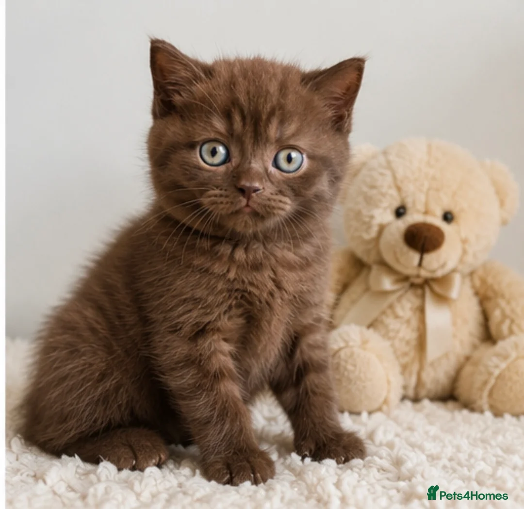 British Shorthair cats for sale: Last Boy British Shorthair chocolate 🤎✨ - Advert 1