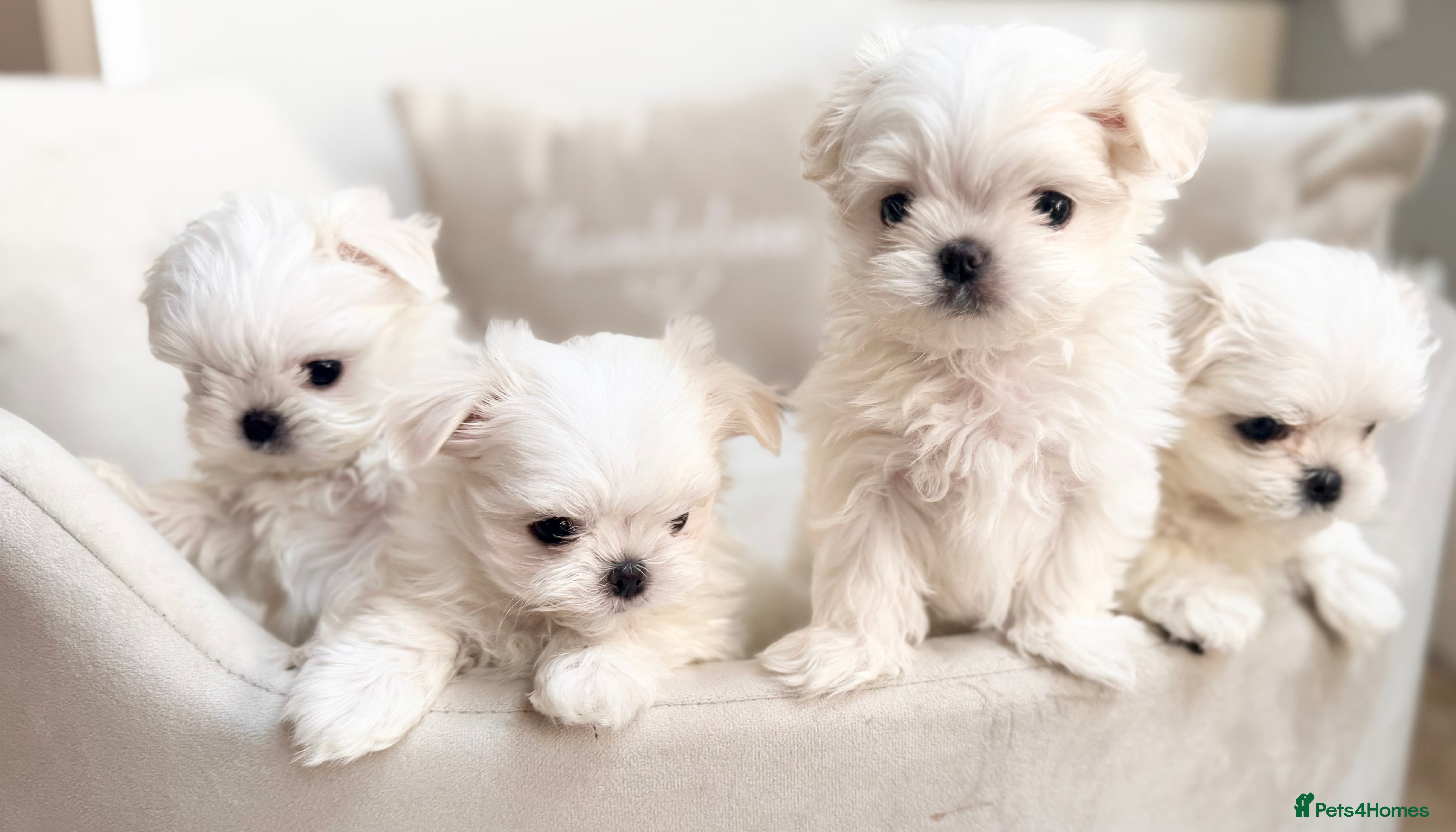 Maltese dogs Bambelina Full Korean Bloodline Maltese - Advert 16