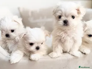 Maltese dogs Bambelina Full Korean Bloodline Maltese - Advert 16