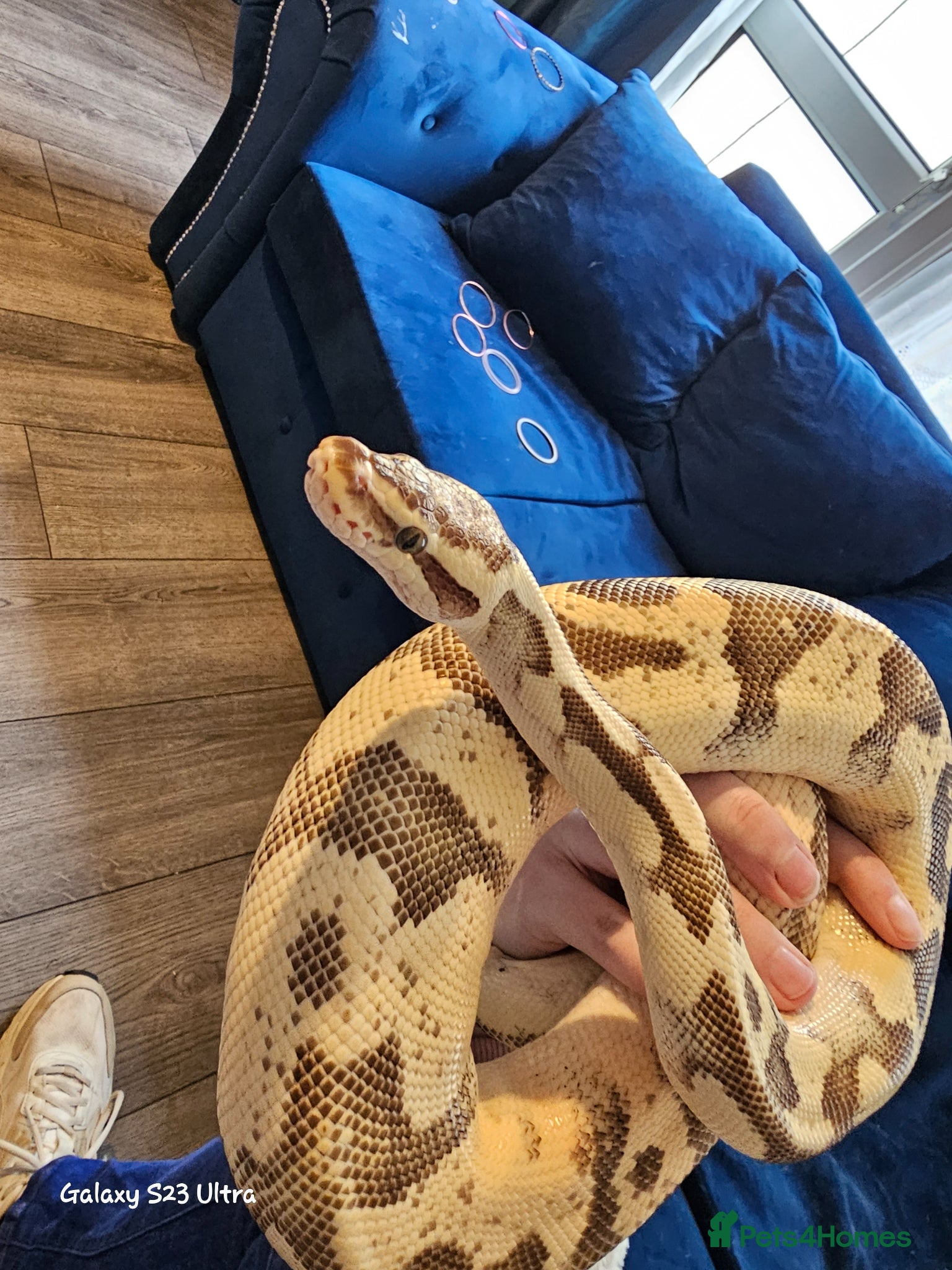 Python Snake reptiles Royal python  - Advert 1