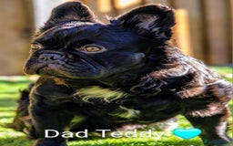 French Bulldog dogs for sale: Bellasbulliez visual fluffy french bulldog boy 💙 - Image 5