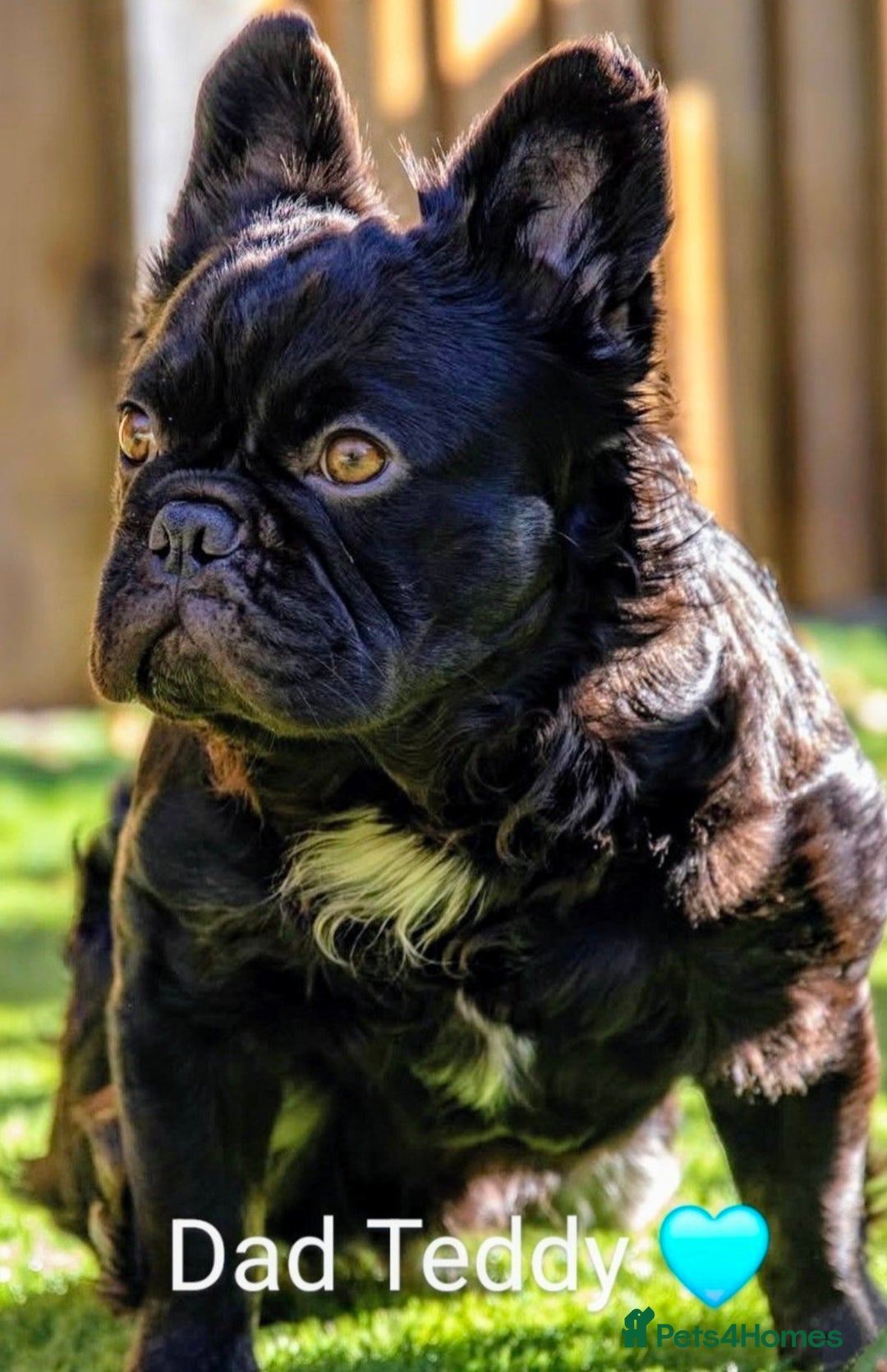 French Bulldog dogs for sale: Bellasbulliez visual fluffy french bulldog boy 💙 - Image 5