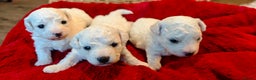 Bichon Frise dogs for sale: Sweet Bichon Frise puppies- Champion Bloodline  - Advert 4