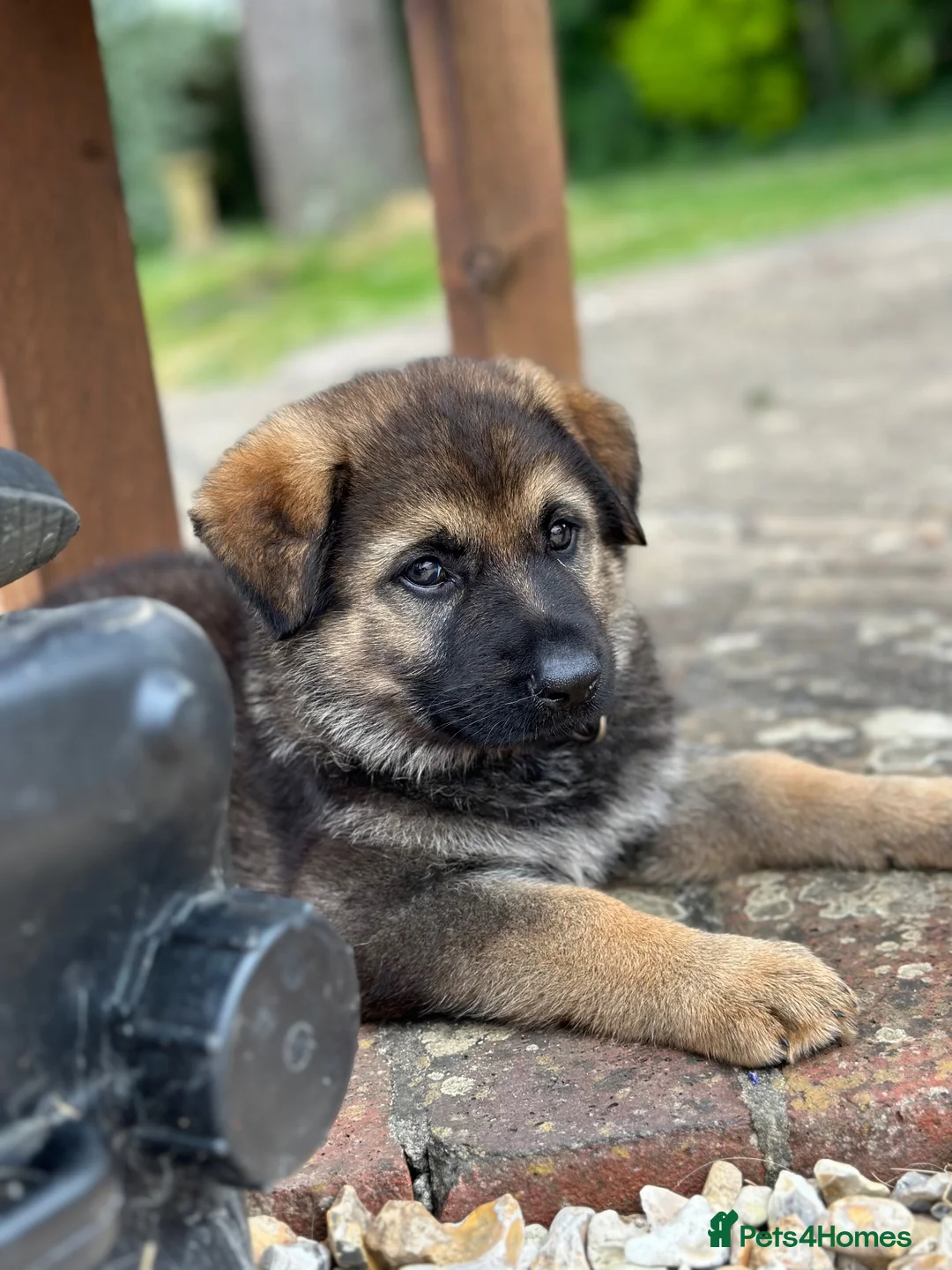 German Shepherd dogs for sale: 1 YR OLD FEMALE SABLE RKC REG’D AVAILABLE - Advert 5