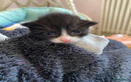 Mixed Breed cats for sale: Four mixed breed kittens for sale - Image 6