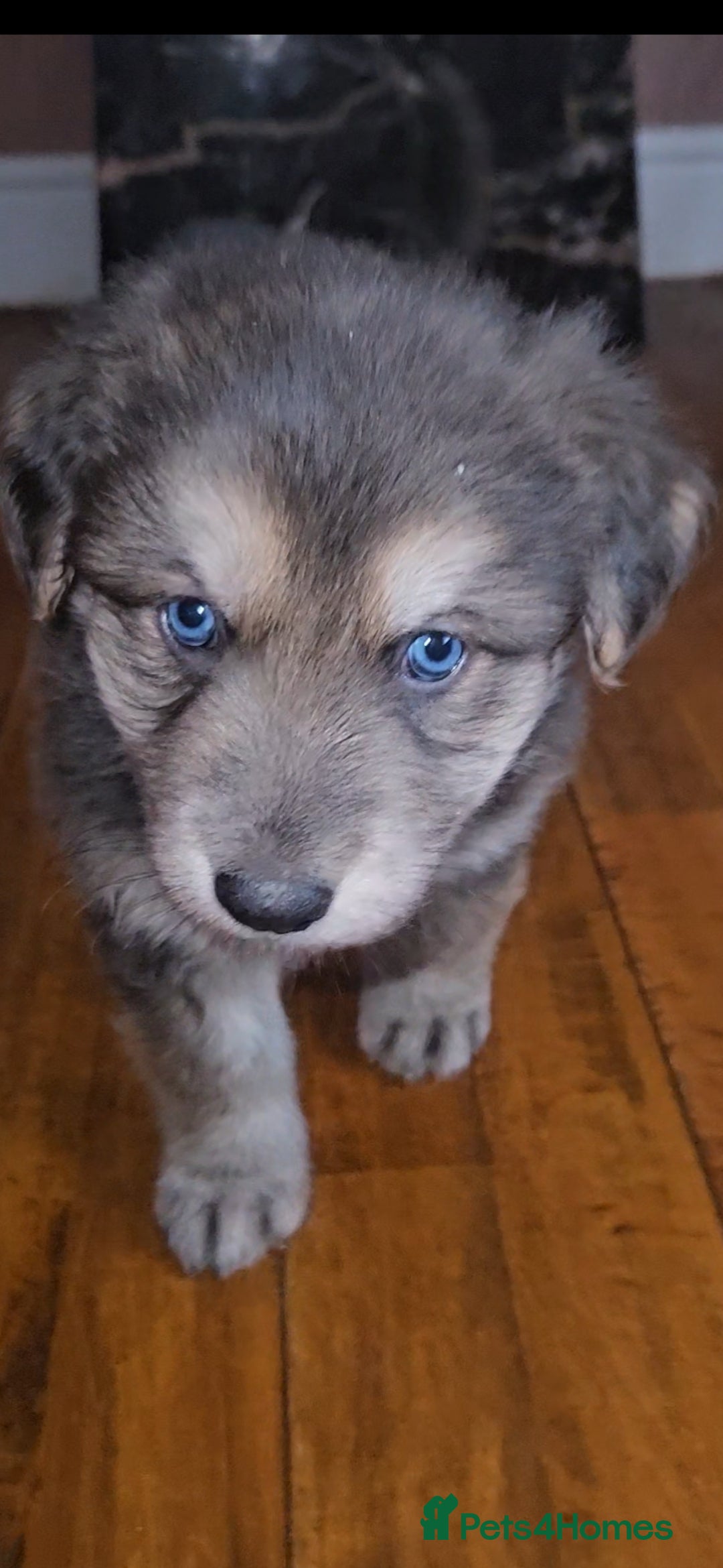 German Shepherd dogs for stud: German shepherd  - Image 11