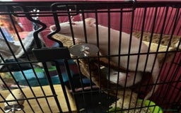 Rat rodents for sale: Free to good home - Advert 3