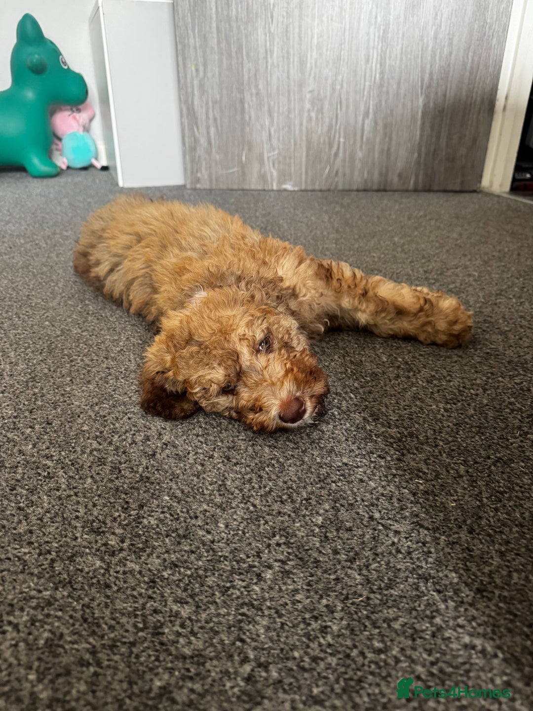 Cockapoo dogs for sale: Berdoodle 11 weeksold FULLY VACCINATED  - Image 15