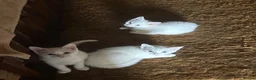 Mixed Breed cats for sale: Ready to go now - 3 beautiful male kittens - Advert 9