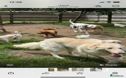 German Shepherd dogs for sale: White long haired German shepherd - Image 2