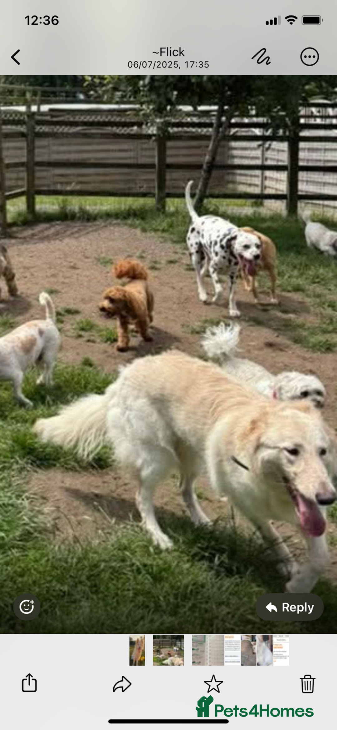 German Shepherd dogs for sale: White long haired German shepherd - Image 2