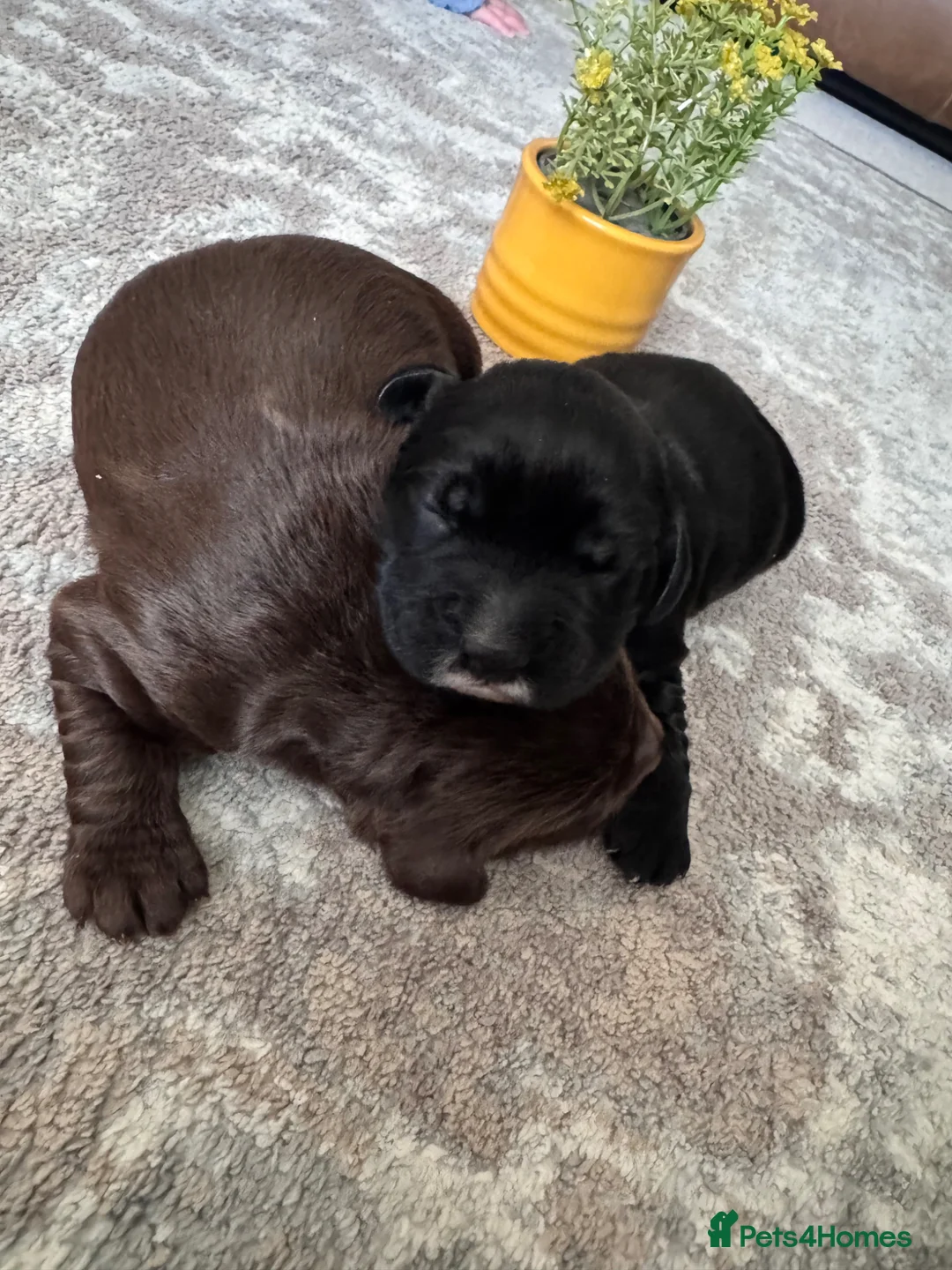 Cocker Spaniel dogs for sale: Working cocker spaniels for sale  - Advert 2