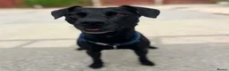 Mixed Breed dogs for adoption: Playful little Bella wants new loving forever home - Advert 1
