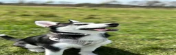 Siberian Husky dogs for sale: Laika - Advert 3