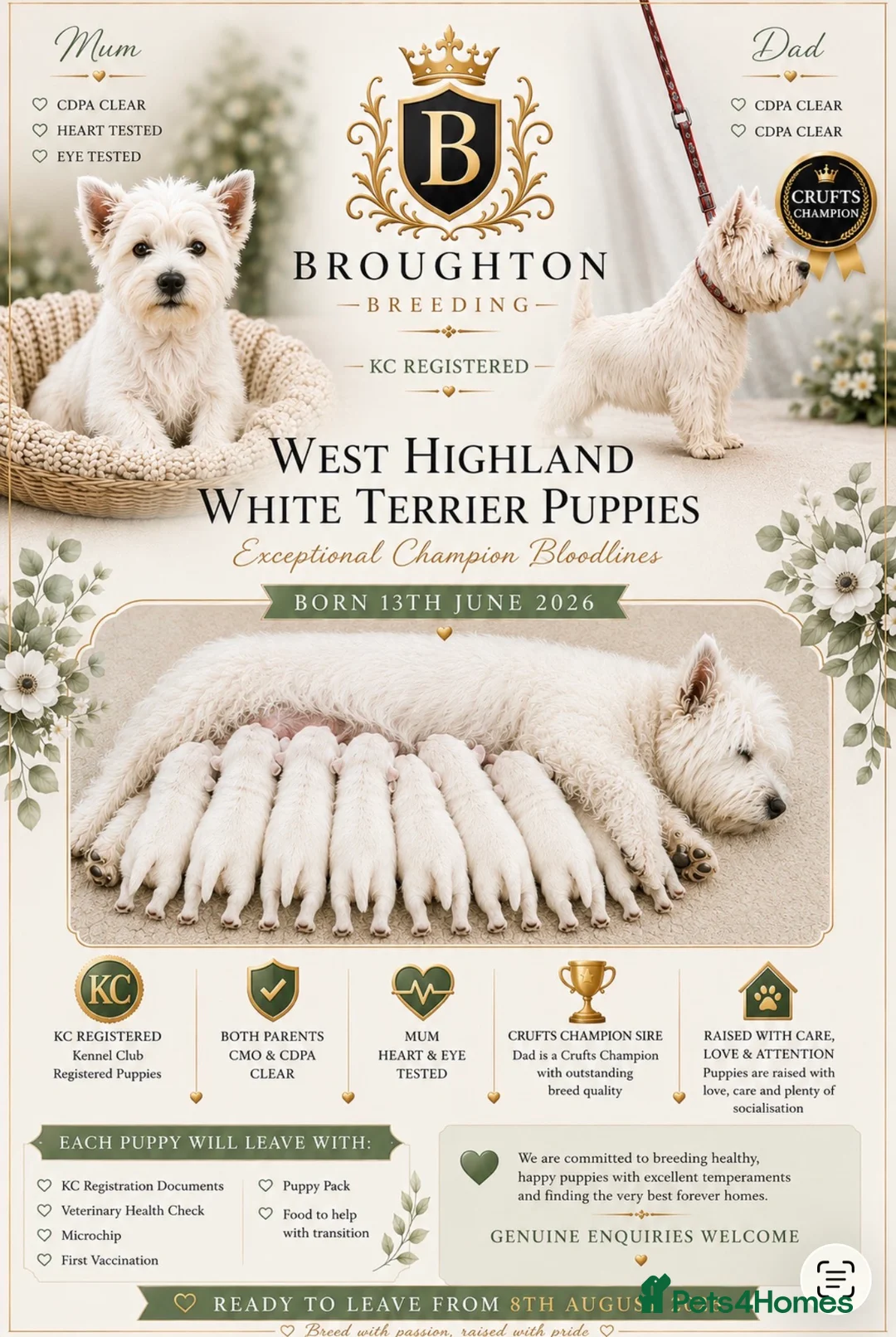 West Highland Terrier dogs for sale: KC West Highland Terriers 🧬 Health tested Parents - Advert 1