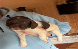 English Springer Spaniel dogs for sale: Sired by Brocklinton Bertie FTCH, docked - Image 18