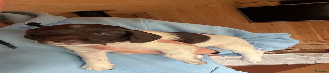 English Springer Spaniel Puppy 8