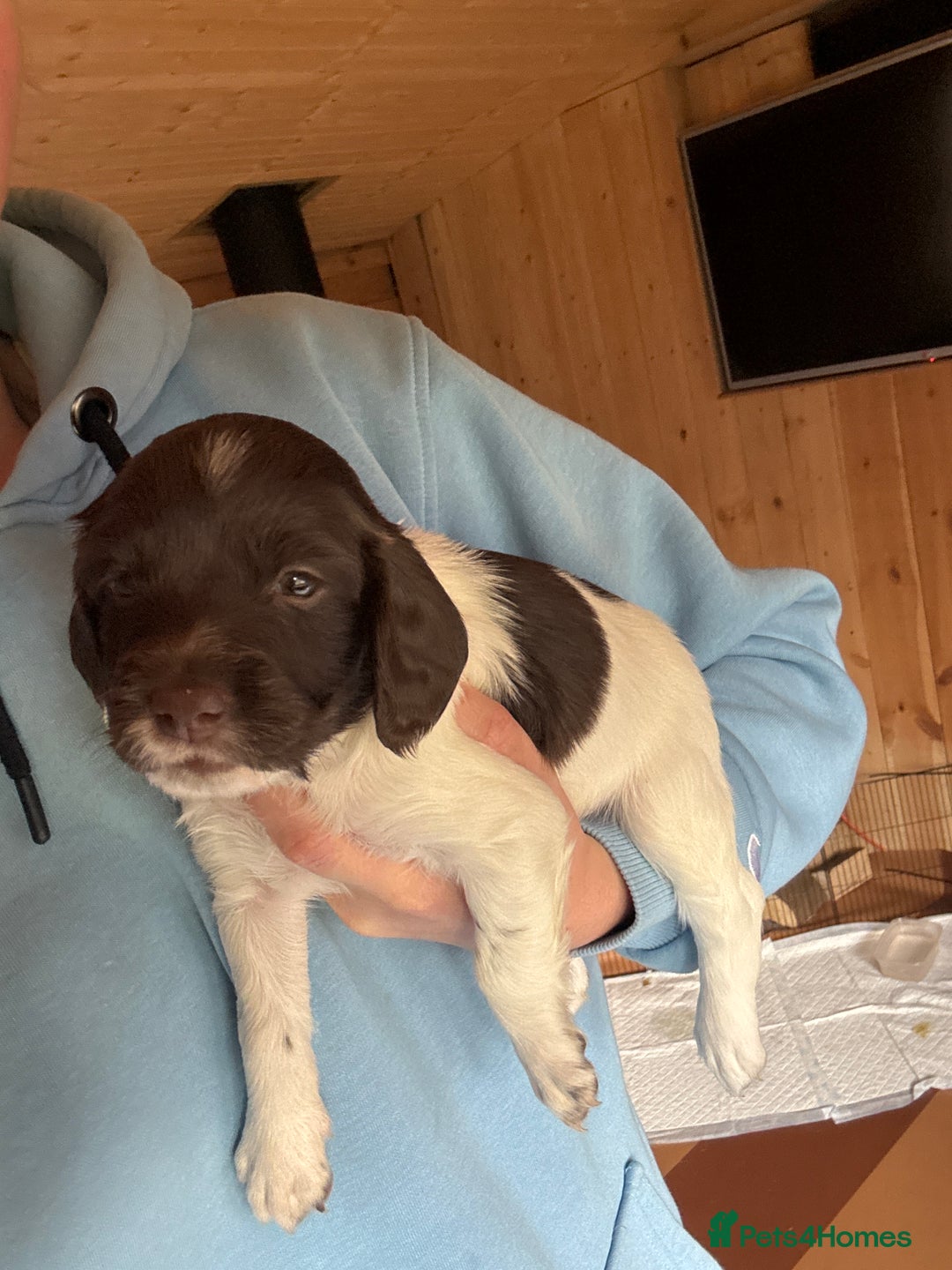 English Springer Spaniel dogs for sale: Sired by Brocklinton Bertie FTCH, docked - Image 18