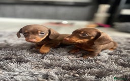 Dachshund dogs for sale: Miniature dachshund  - Image 15