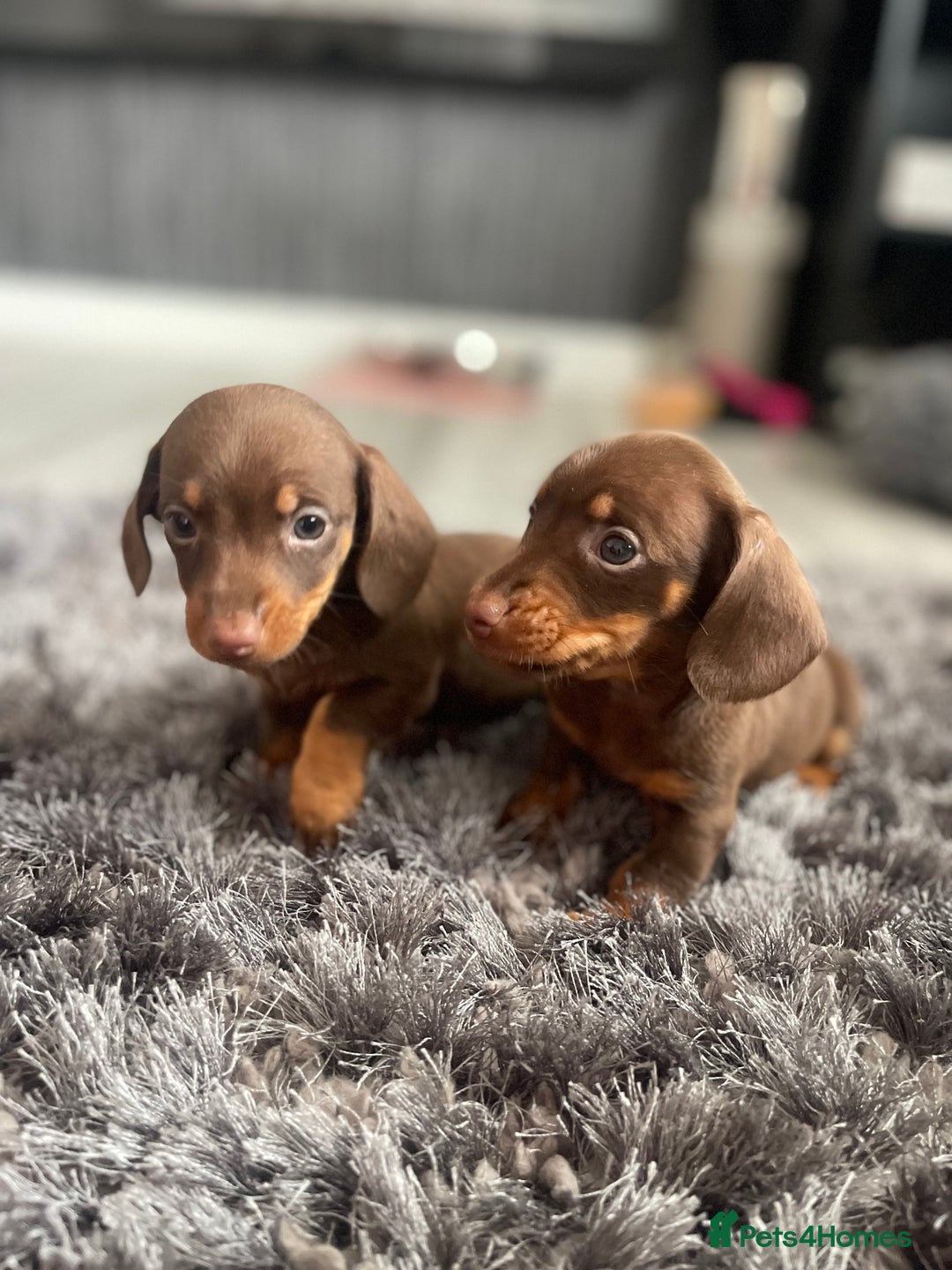 Dachshund dogs for sale: Miniature dachshund  - Image 15
