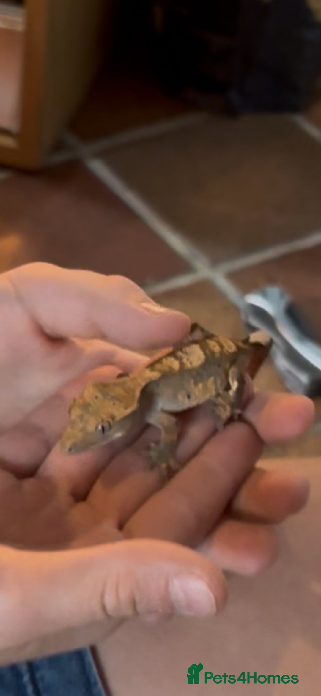 Gecko reptiles for sale: X2 crested geckos with vivarium  - Image 3