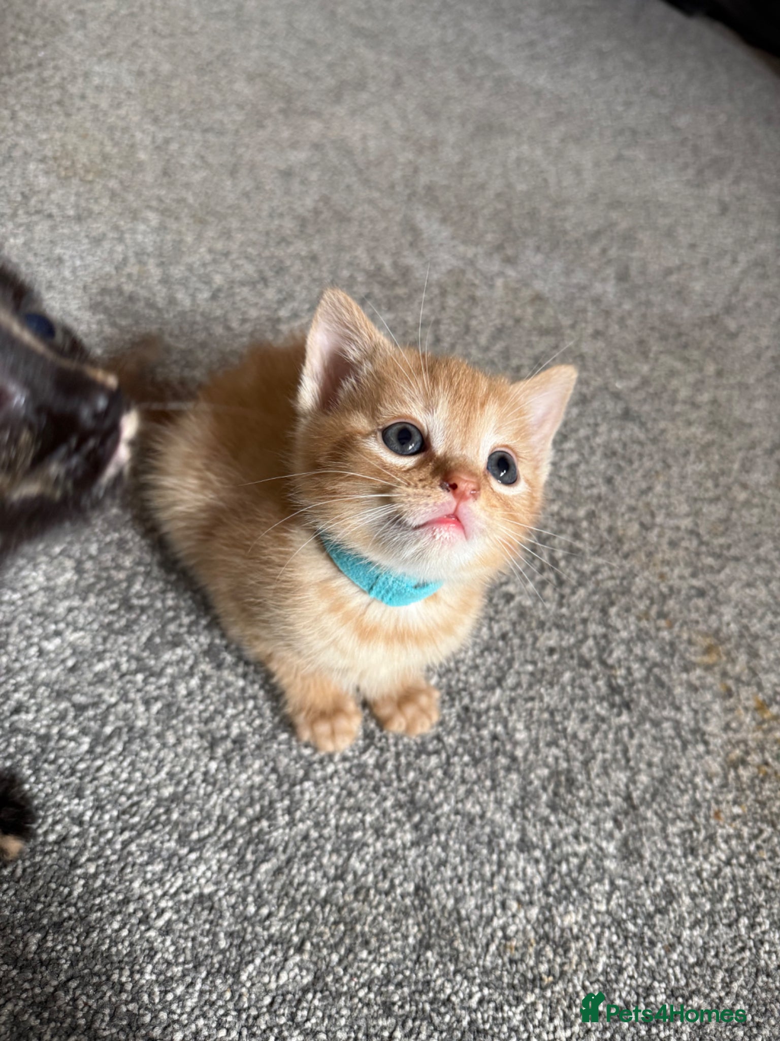 Mixed Breed cats Ginger kittens  - Advert 1