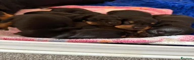 Miniature Dachshund Black & Tan Brindle