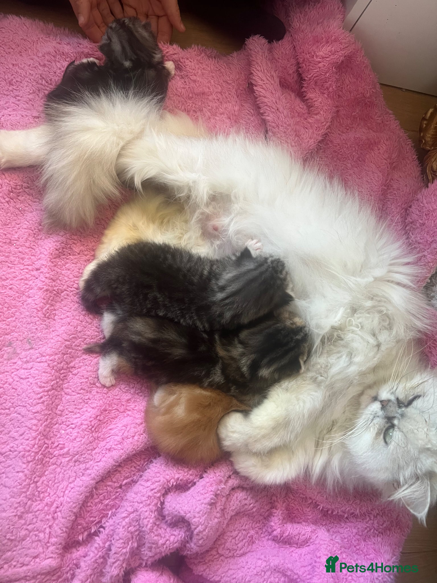 Persian cats Half Persian Kittens - Advert 1