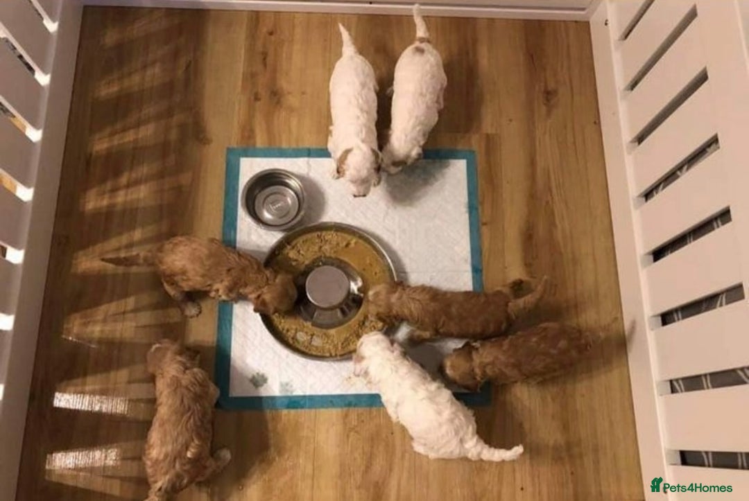 Cockapoo dogs for stud: Experienced Health Testa Cockapoo F1B Stud in Southampton - Image 9