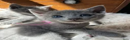 Russian Blue cats for sale: Pedigree Russian Blue Kittens - Advert 14