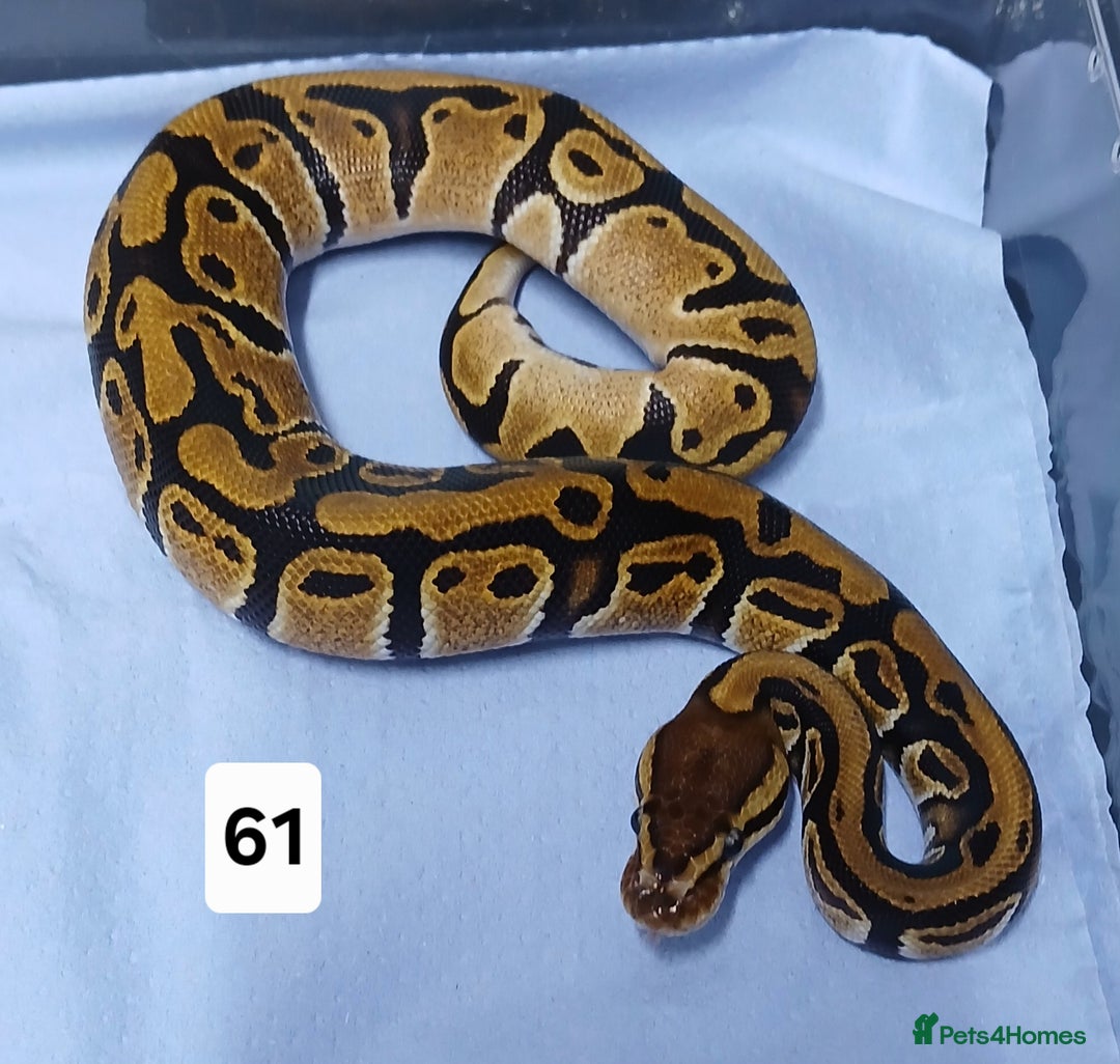 Python Snake reptiles for sale: Hatchling Royal Python's  - Image 24