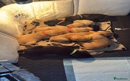 Mixed Breed dogs for sale: Pointer-vizsla-dor puppies - Image 4