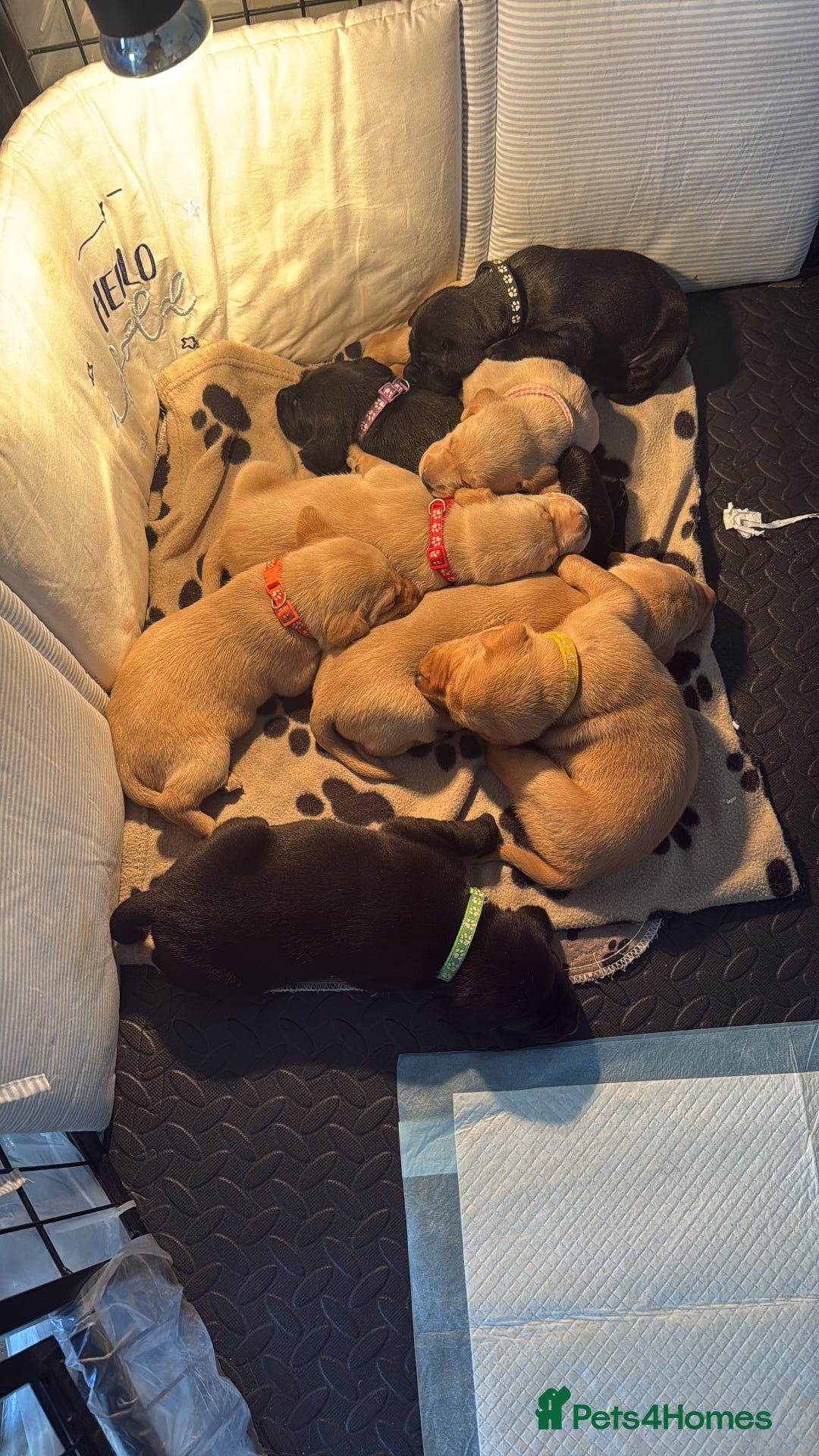 Mixed Breed dogs for sale: Pointer-vizsla-dor puppies - Image 4