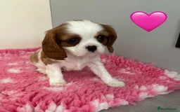 Cavalier King Charles Spaniel dogs for sale: Blenheim cavalier King Charles puppies - Image 15