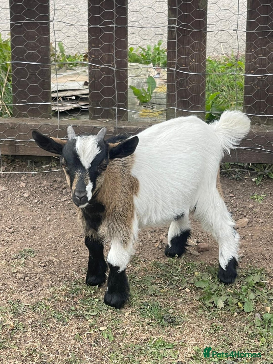 Goats livestock for sale: Adorable Baby Pygmy Goats for sale  - Image 8
