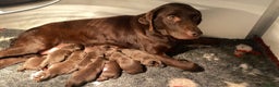 Labrador Retriever dogs for sale: Chocolate Labrador puppies - Advert 1