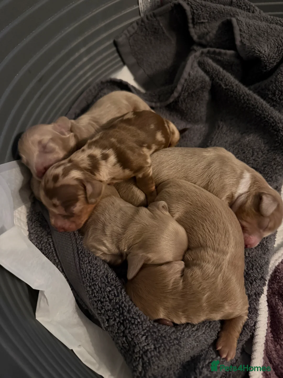 Miniature Dachshund dogs for sale: Long haired miniature dauchund’s  - Advert 4