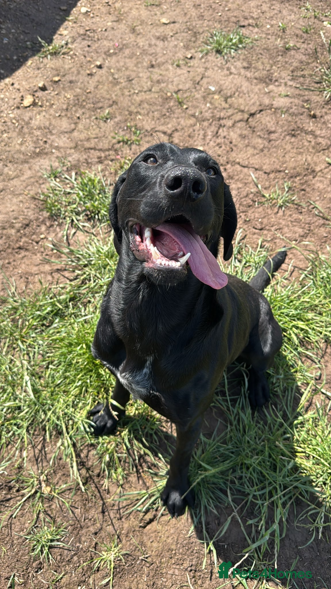 Labrador Retriever dogs Labrador x pointer   - Advert 1