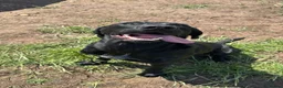Labrador Retriever dogs for sale: Labrador x pointer   - Advert 1
