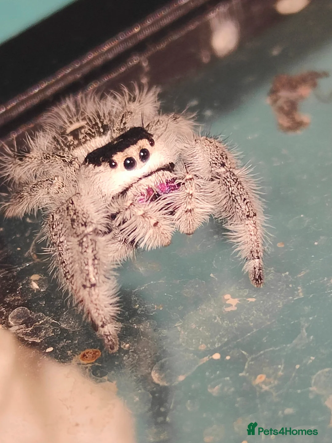 Spiders invertebrates for sale: Jumping spiders/Phidippus regius Apalachicolla/ - Advert 1