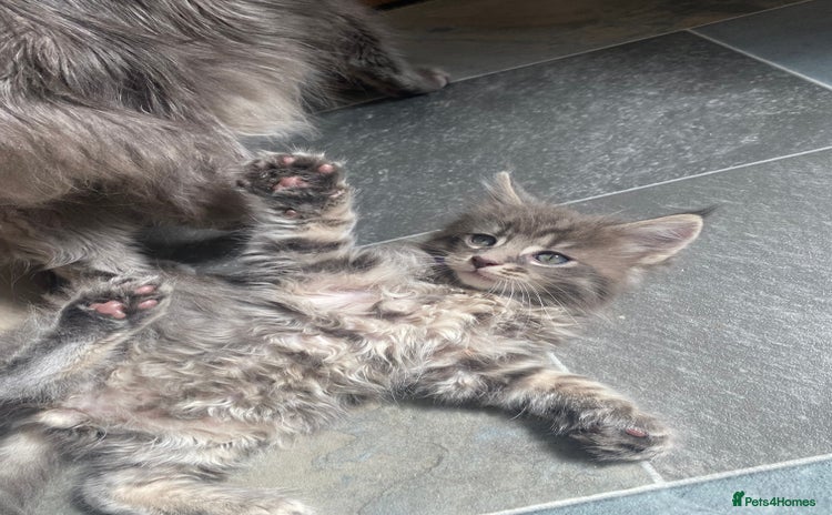 Maine Coon cats - Advert 8