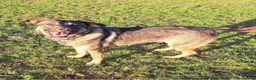 Mixed Breed dogs for adoption: Luna was stood up.... in Kidderminster - Advert 3