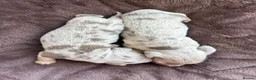Miniature Dachshund dogs for sale: HEAD TURNING ISABELLA DAPPLE DACHSHUNDS  - Advert 8