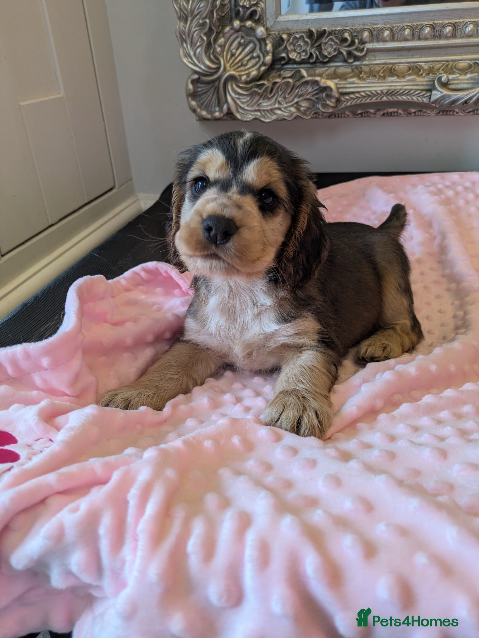 Cocker Spaniel dogs Stunning KC show cocker puppies PRA FN tested - Advert 1