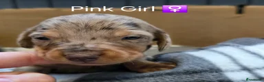 Miniature Dachshund Puppy 7