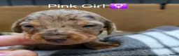 Miniature Dachshund dogs for sale: KC registered miniature dachshund - Advert 15