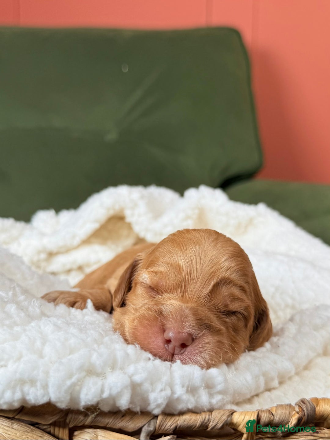 Australian Labradoodle dogs for sale: Multigen Australian Labradoodle Puppies Available! - Advert 8