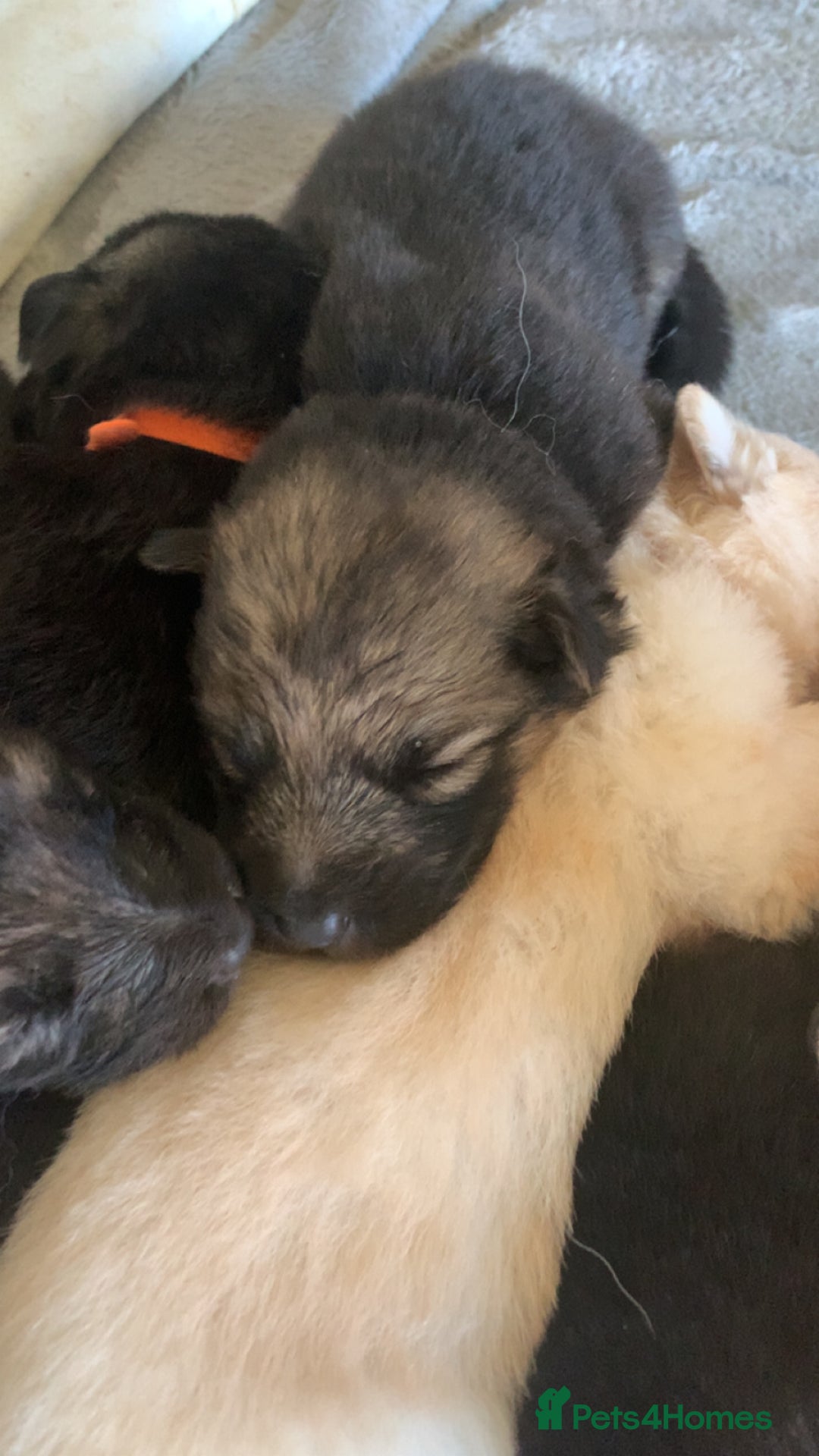 German Shepherd dogs for sale: Stunning litter of German shepherds  - Image 13